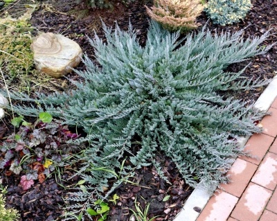 Можжевельник горизонтальный "Блю Чип"