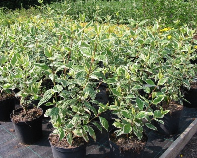 Дерен белый "Сибирика" (Sibirica)