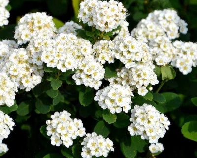 Спирея берозолистная "Тор"