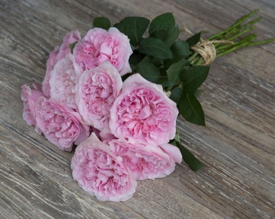 Пионовидная Роза «Миранда»