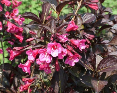 Вейгела цветущая "Alexandra"