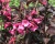 Вейгела цветущая "Alexandra"