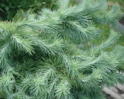 Лиственница японская "Блю Болл"
