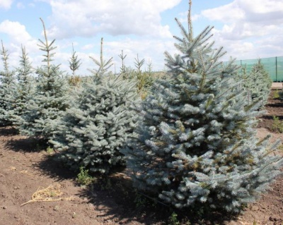 Ель колючая "Фат Альберт"