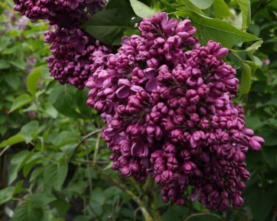 Сирень "Массена"