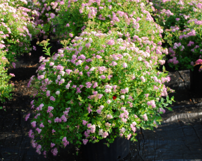 Спирея японская "Литл принцесс"