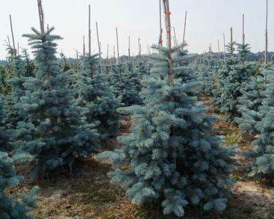 Ель колючая "Ольденбург"