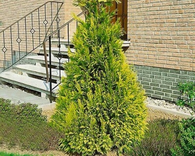 Кипарисовик Лавсона "Голден Вондер"