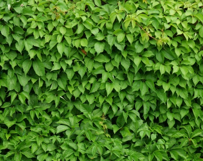 Виноград девичий пятилисточковый (P-9)