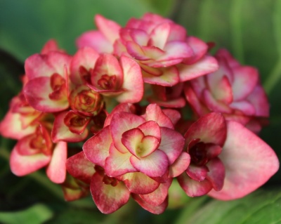 Гортензия крупнолистная "Мисс Саори" (Miss Saori)