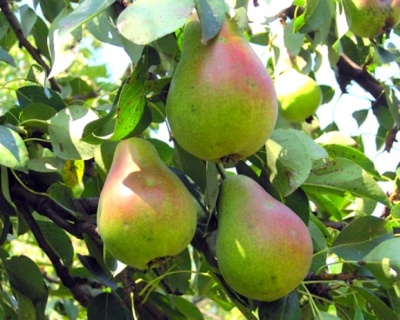 Груша колоновидная "Изумруд"