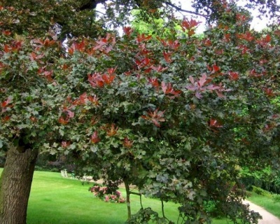 Дуб черешчатый "Атропурпурея"