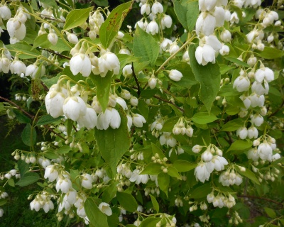 Чубушник "Воздушный десант"