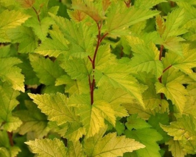 Пузыреплодник "Наггет" (Nugget)