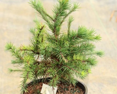 Лиственница Европейская "Литл Богл"