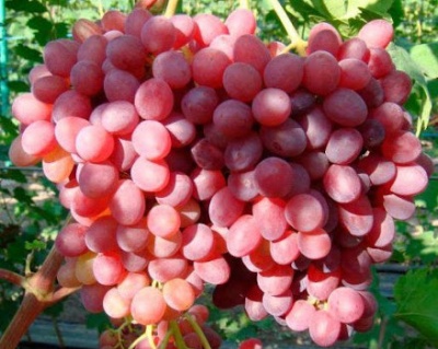 Виноград "КишМиш Велес"