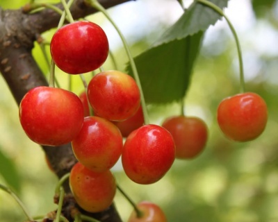 Черешня колоновидная «Квин Мерри»