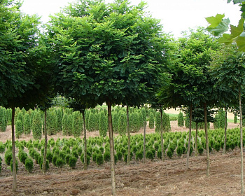 Робиния лжеакация "Умбракулифера"