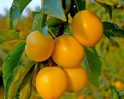 Алыча "Сонейка"