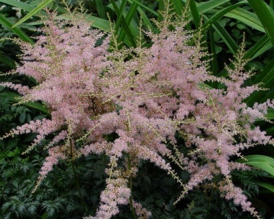 Астильба простолистная "Хенни Графланд"