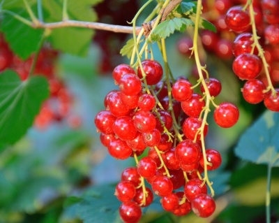 Смородина "Рондом"