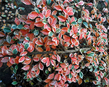 Кизильник горизонтальный "Вариегатус"