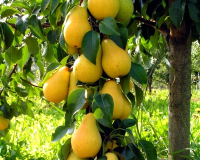 Груша колоновидная "Медовая"