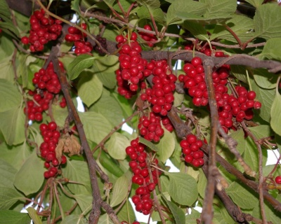 Китайский лимонник "Садовый-1"