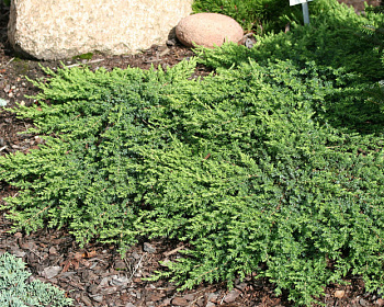 Можжевельник обыкновенный "Гринмантл"