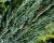 Можжевельник скальный "Блю Эрроу"