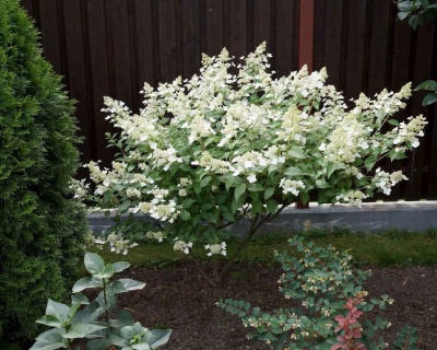 Гортензия метельчатая "Киушу" (Kyushu)