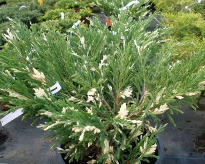 Можжевельник горизонтальный "Андорра Вариегата"