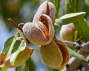 Миндаль "Форос"