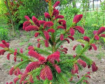 Ель обыкновенная "Рыдал"