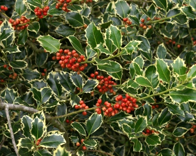 Падуб  остролистный  "Аргентеа маргината"