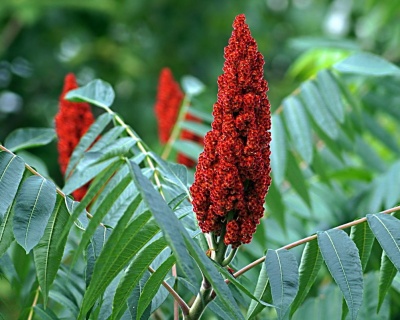 Сумах Уксусный