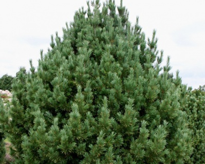 Сосна кедровая европейская "Глаука"