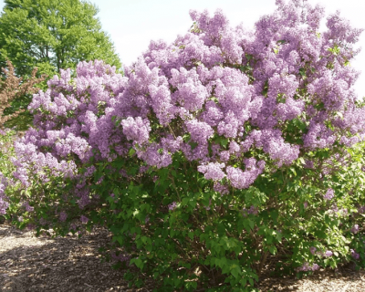 Сирень "Бель де Нанси"