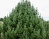 Сосна кедровая европейская "Глаука"