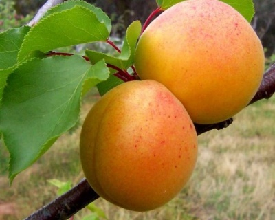 Абрикос "Дарина"