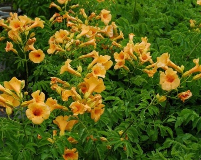 Кампсис Джуди (P-9)