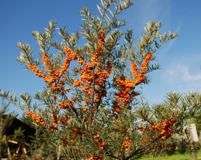 Облепиха "Джемовая" (двудомная)