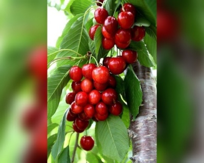 Вишня колоновидная "Кудрявая"