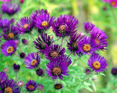 Астра новоанглийская "Марина Волконская"