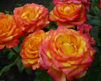 Роза Флорибунда «Циркус» 