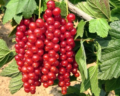 Смородина "Рондом"