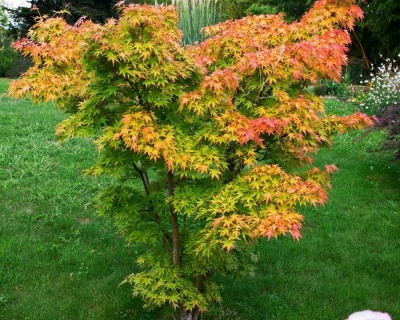 Клен пальмолистный "Оранж Дрим"