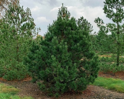 Сосна горная "Гном"