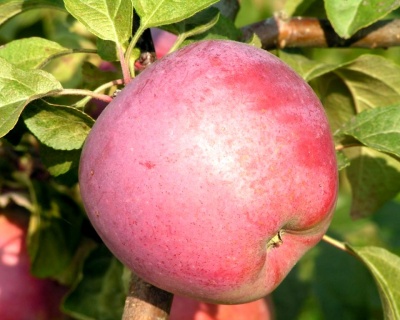 Яблоня колоновидная "Арбат"