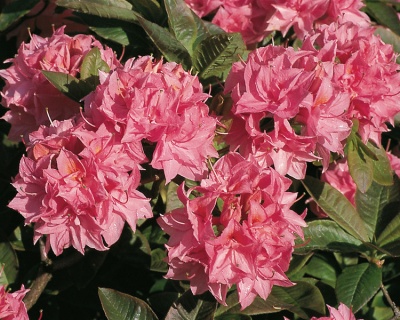 Азалия крупноцветковая "Килиан"